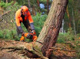 Best Organic Lawn Care Solutions  in Towaco, NJ