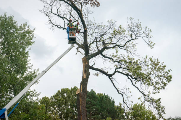 Best Utility Line Clearance  in Towaco, NJ